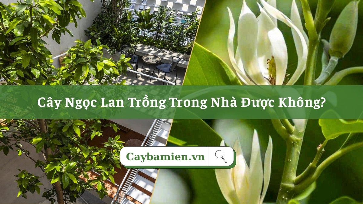 Cây Ngọc Lan trồng trong nhà và các lưu ý quan trọng để cây phát triển, ra hoa