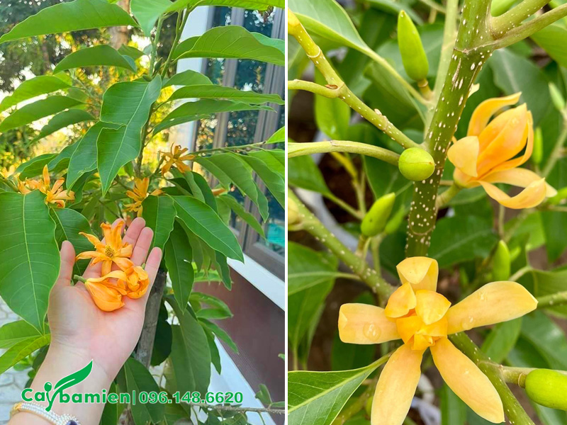 Mua cây ngọc lan vàng sẵn hoa đẹp