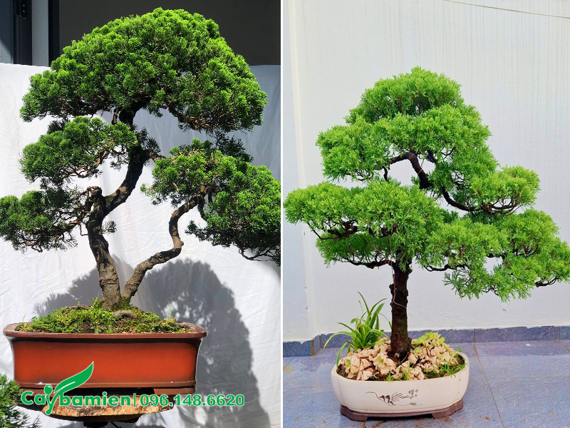 Những chậu cây Tùng Tháp bonsai đẹp