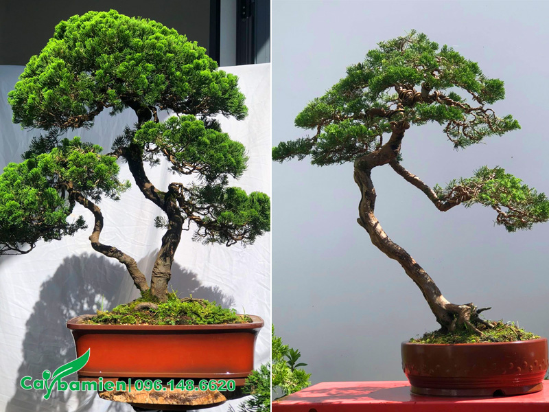 Những chậu tùng tháp bonsai dáng đẹp