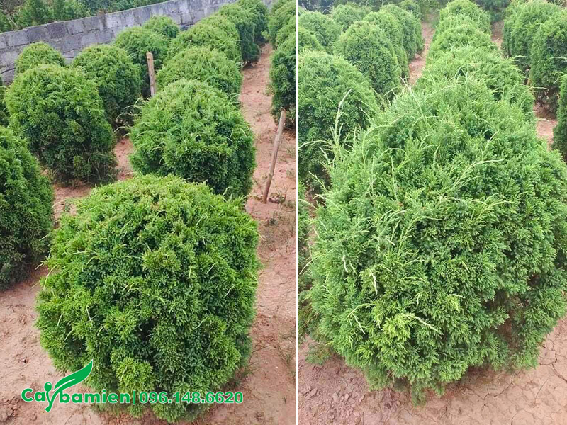 Vườn Tùng Tháp dáng tròn đẹp, chiều cao khoảng 1m