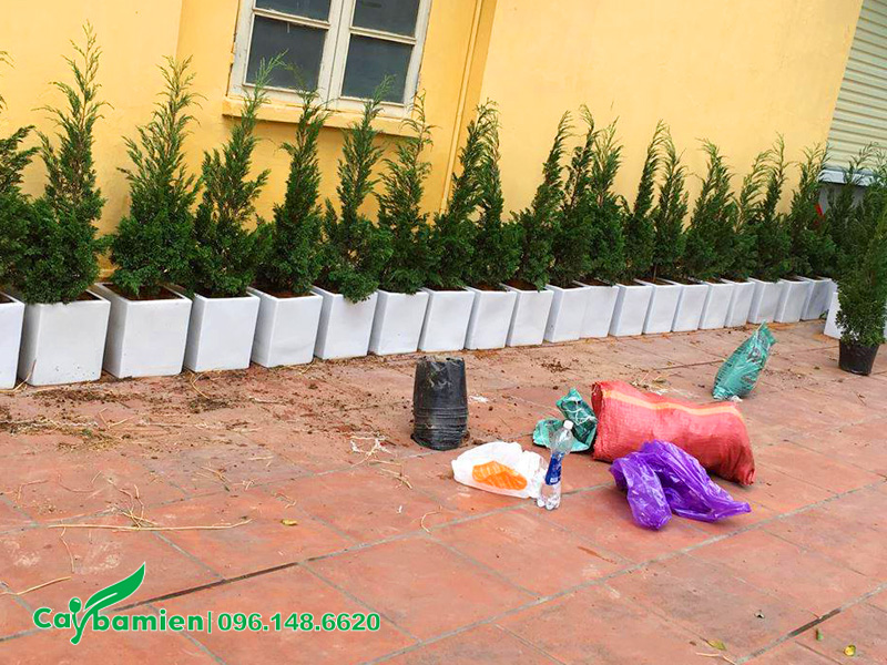 Trồng cây tùng tháp nhỏ trong chậu cảnh
