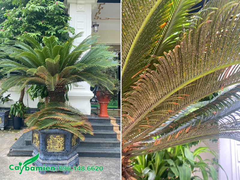 Chậu cây vạn tuế trồng trước nhà bị sâu bệnh hại