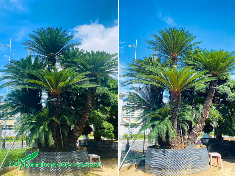 Cụm Vạn Tuế lớn, hàng cổ thụ đẳng cấp