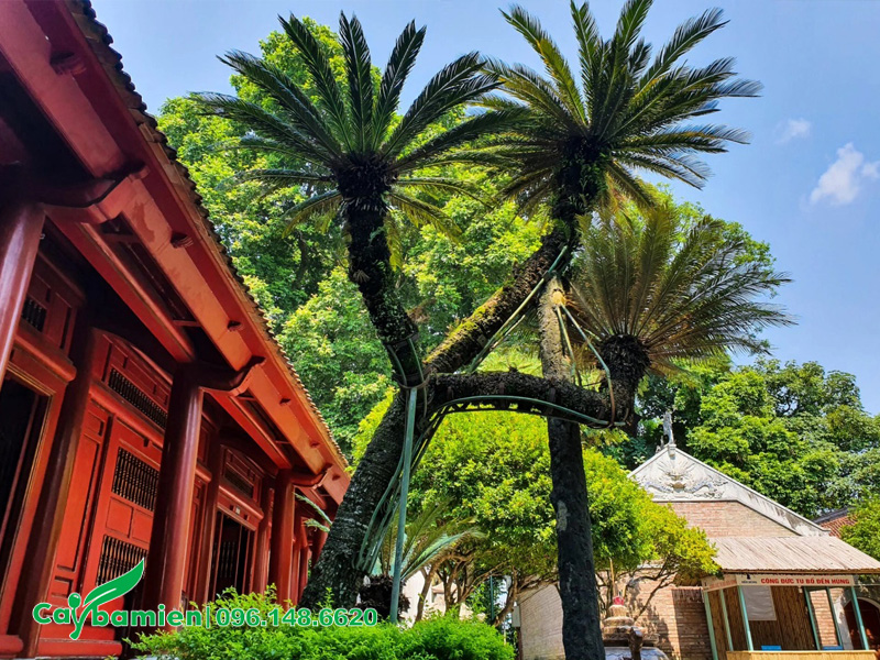 Hình ảnh cây Vạn Tuế cổ thụ hơn 800 năm tuổi