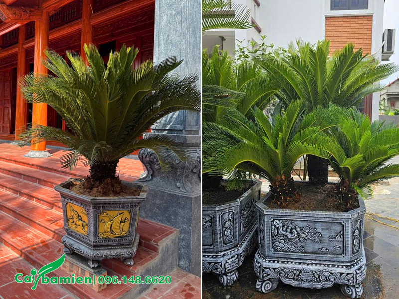 Vạn tuế trồng trong chậu cảnh, đặt trước nhà thờ, sân vườn biệt thự