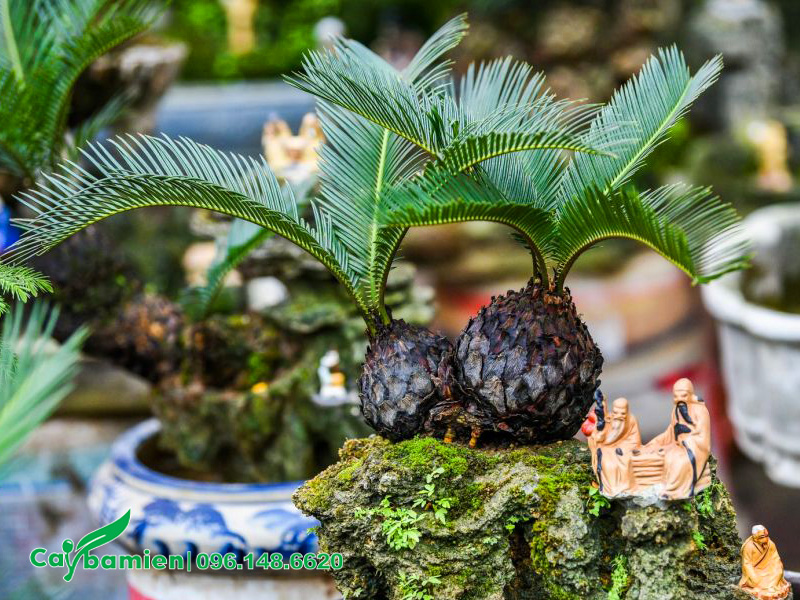 Chậu cây vạn tuế bonsai mini để bàn