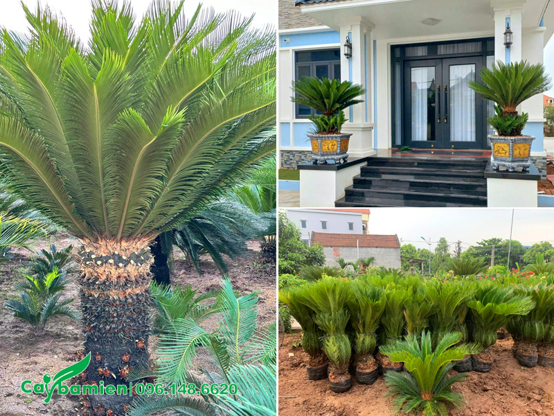 Chậu cây vạn tuế làm cảnh trước nhà