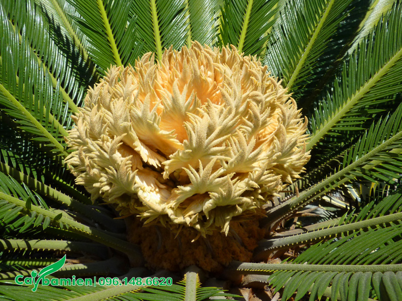 Ý nghĩa cây Vạn Tuế nở hoa