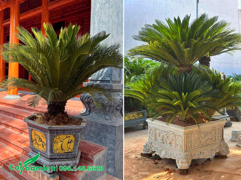 Trồng cây Vạn Tuế trong chậu cảnh đẹp