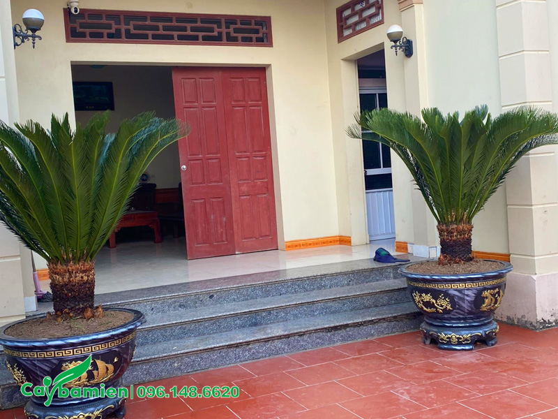 Trồng cây Vạn Tuế trong chậu đặt ngoài sân phía trước hai bên cửa nhà