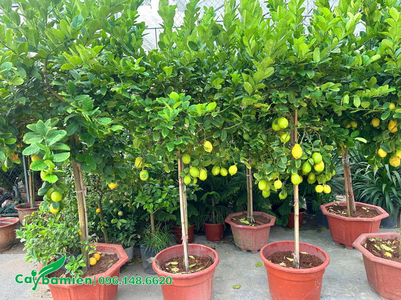 Những chậu chanh Tây quả đang bắt đầu chín vàng