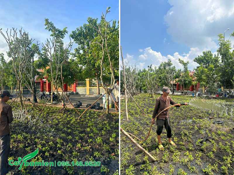 Tưới nước cho thảm cỏ lạc tiên mới trồng
