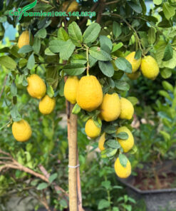 Cây chanh vàng Mỹ quả sai rúc rỉu