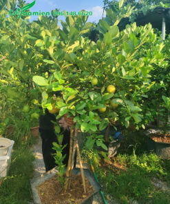 Khách đang xem cây tại vườn, chọn cây chanh tây đã ra trái