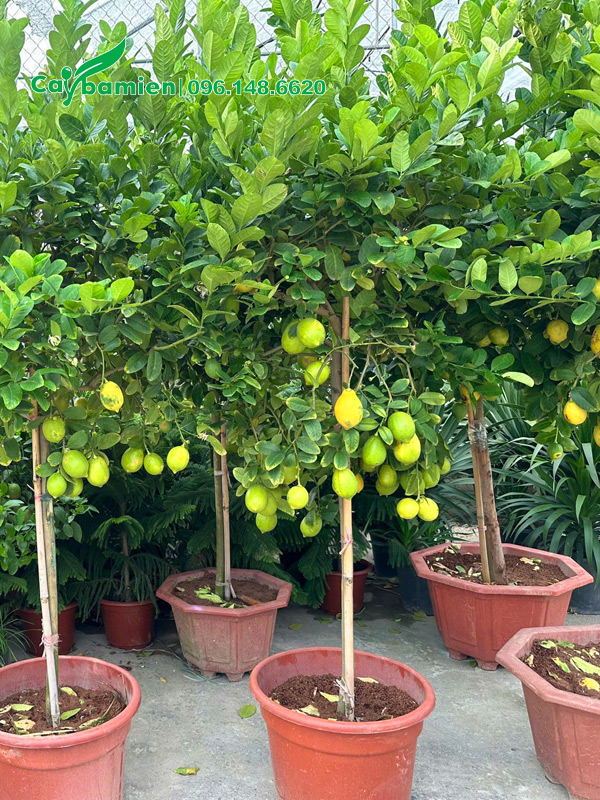 Cây trồng trong chậu nhựa, chiều cao 1.5m và thoát thân 60 - 70cm