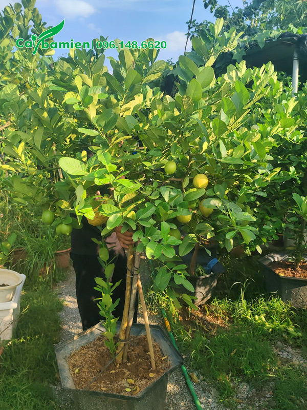 Khách đang xem cây tại vườn, chọn cây chanh tây đã ra trái