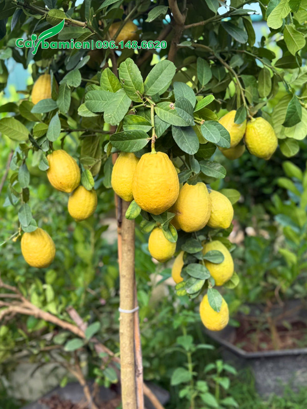 Cây chanh vàng Mỹ quả sai rúc rỉu