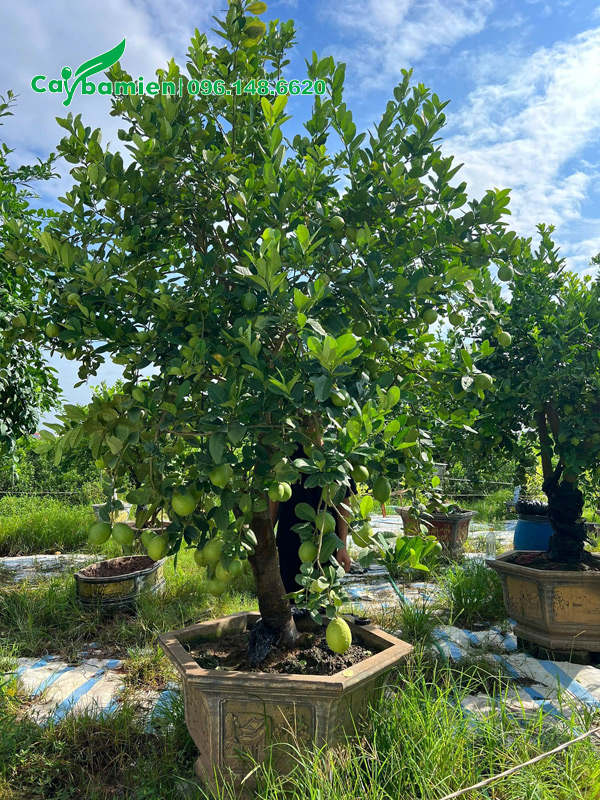 Chậu cây chanh vàng mỹ cổ thụ cao gần 3m