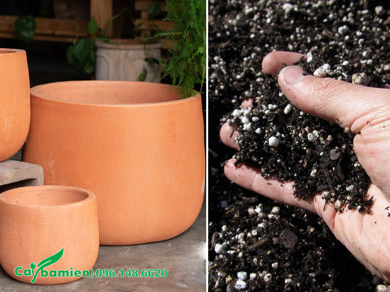 Chuẩn bị chậu và giá thể trồng cây hoa ngọc lan trong nhà