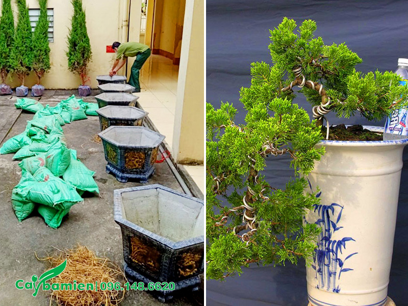 Trồng cây Tùng Tháp trong chậu đá mài và chậu sứ