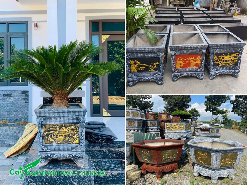 Trồng cây Vạn Tuế trong chậu cảnh bằng xi măng, hoa văn đẹp