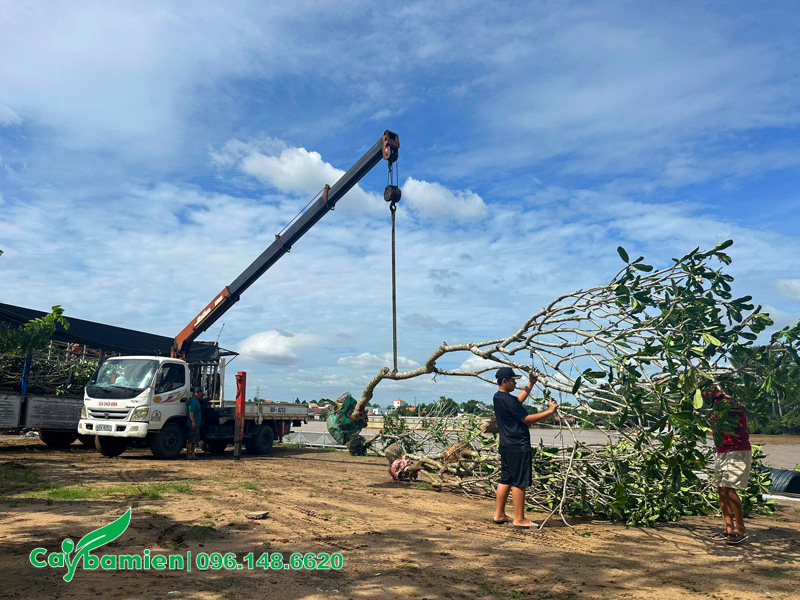 Cần cẩu đang hạ cây hoa Đại từ trên xe xuống