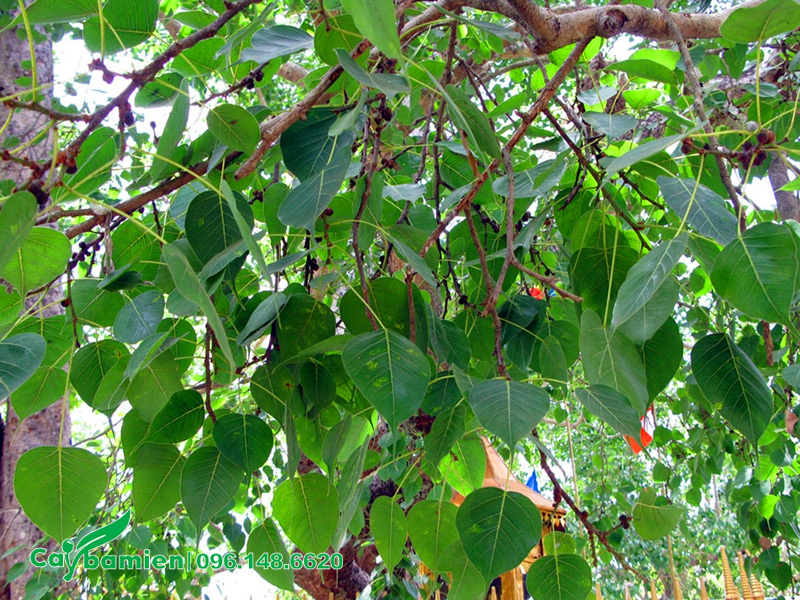 Dưới tán của cây bồ đề xanh mát và trong lành