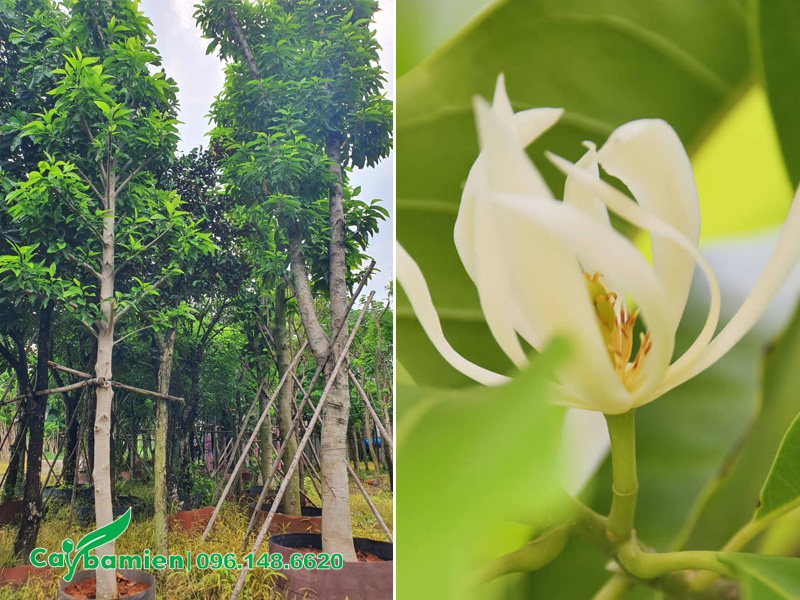 Vườn dưỡng ủ cây hoa Ngọc Lan Trắng