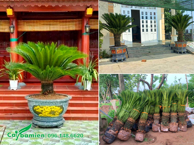 Trồng cây vạn tuế trước nhà thờ họ, nhà ở