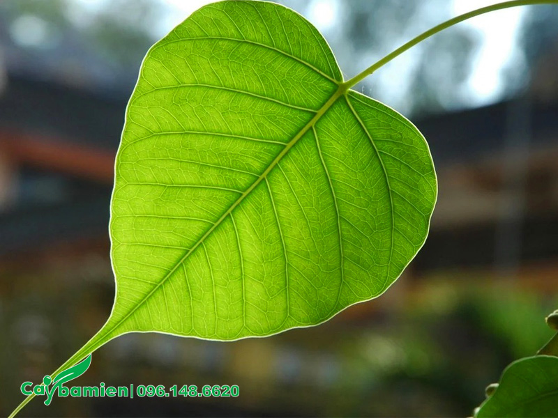 Lá của cây bồ đề có tác dụng gì