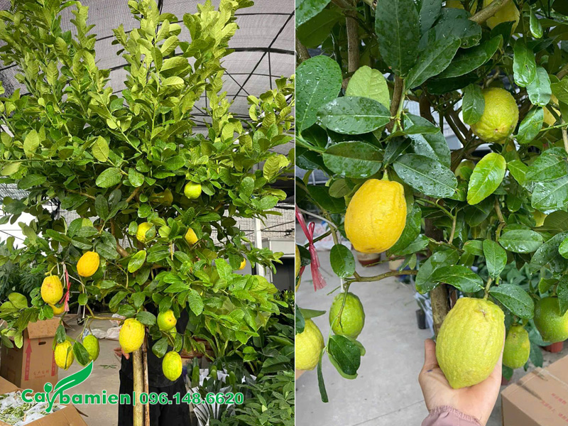 Cây chanh vàng Mỹ cao khoảng 2m