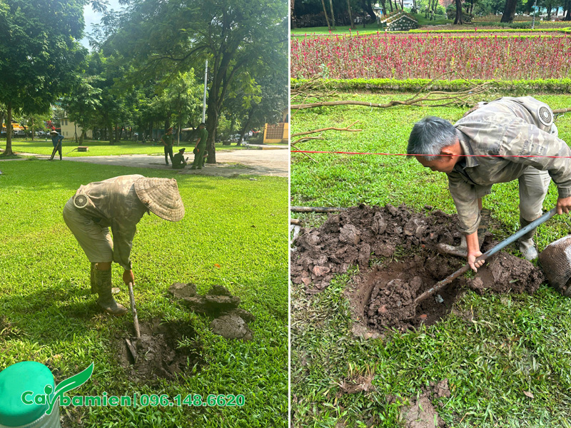 Đào hố trồng cây tại Công viên Thống Nhất