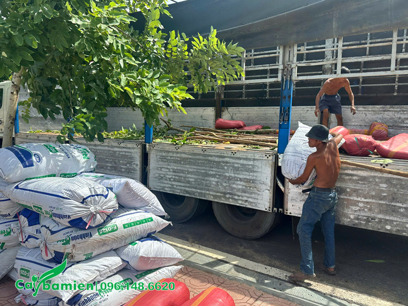 Chuyển đất trồng từ trên xe xuống