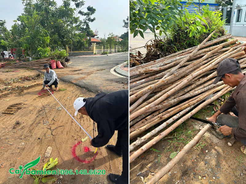 Công nhân đang đo đạc và chuẩn bị trước khi trồng
