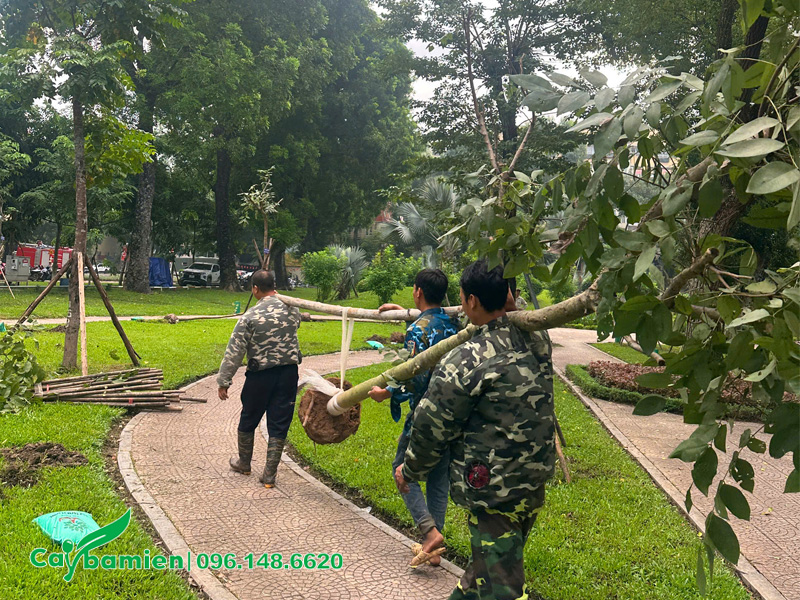 Đưa cây Muồng Hoàng Yến công trình đến hố trồng