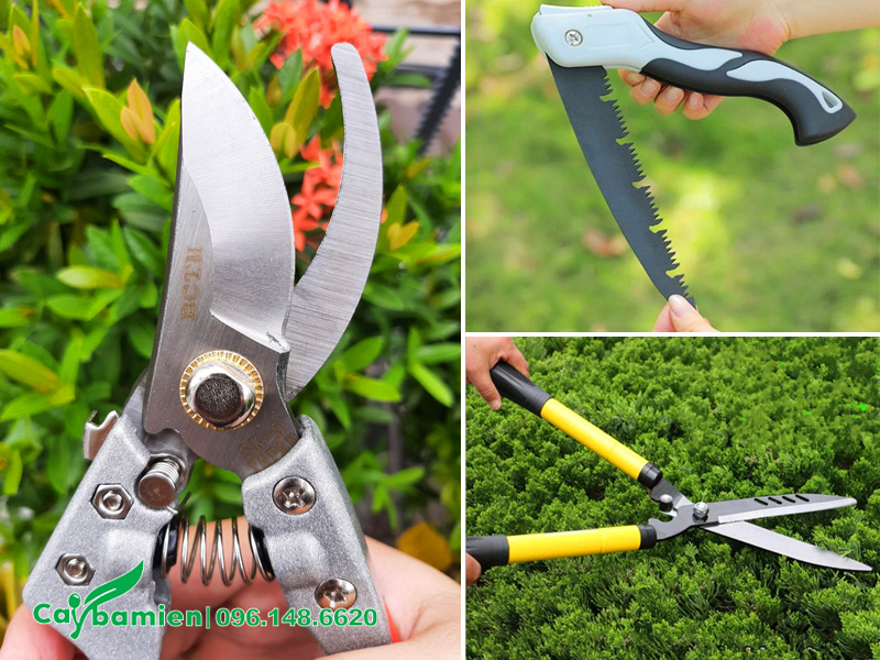 Dụng cụ dùng để thực hiện cách cắt tỉa cây Tùng Tháp