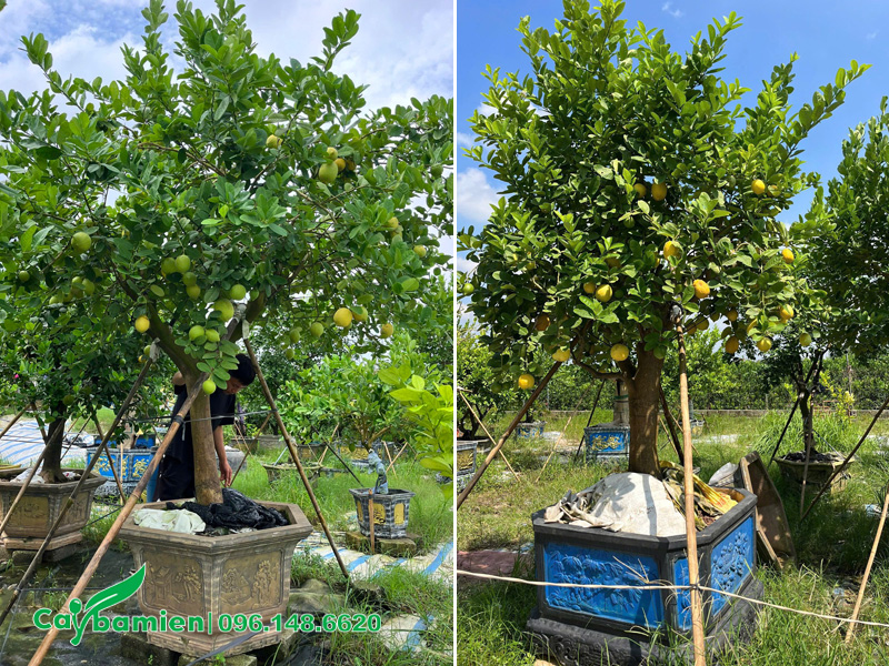Cây chanh vàng Mỹ cổ thụ đã lên chậu
