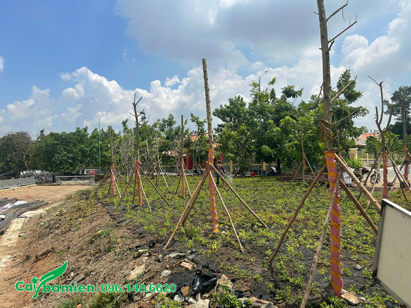 Hàng cây ngọc lan cao 4m được trồng vành đai ngoài của dự án