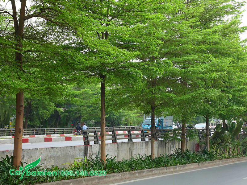 Tiêu chuẩn về khoảng cách trồng cây Bàng Đài Loan trồng đường phố đô thị
