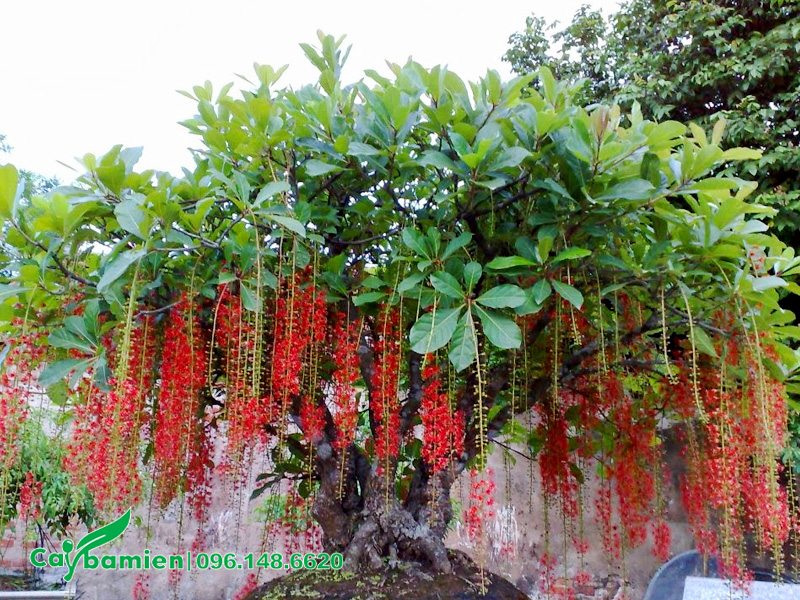 Cây lộc vừng bonsai ra hoa đúng dịp Tết Nguyên Đán