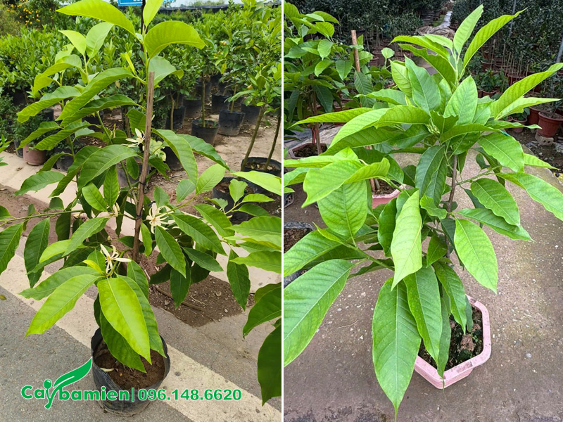 Ngọc lan nhỏ trồng chậu, chiều cao khoảng 80cm