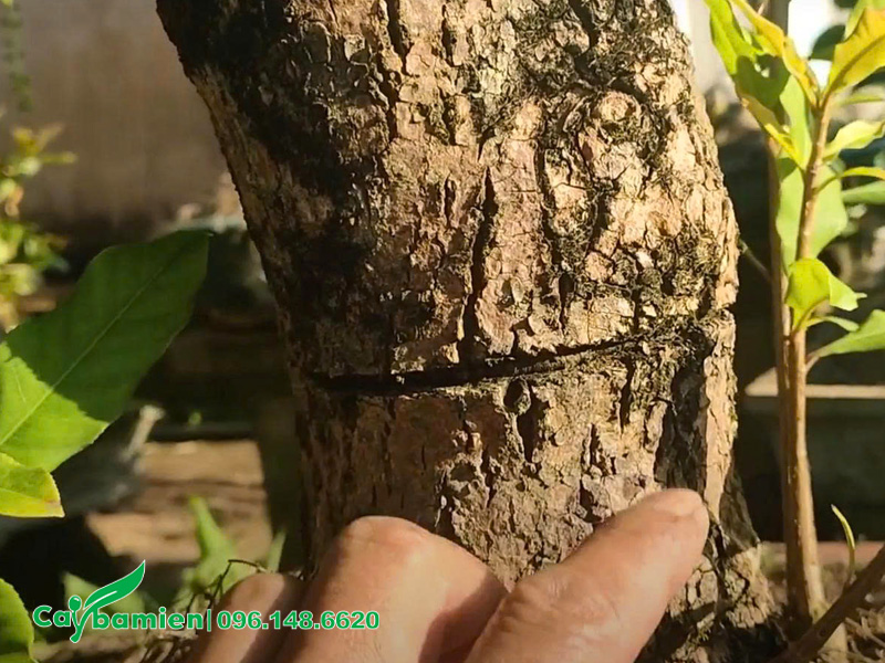 Siết vỏ thân là một cách làm cho cây lộc vừng ra hoa đùng Tết rất hiệu quả