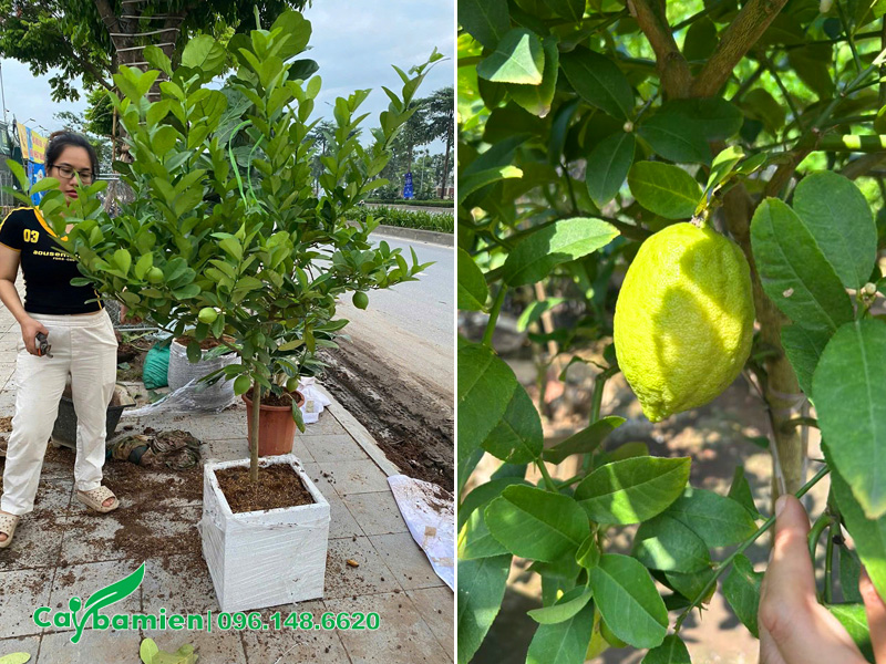 Cây chanh vàng Mỹ trồng chậu cảnh