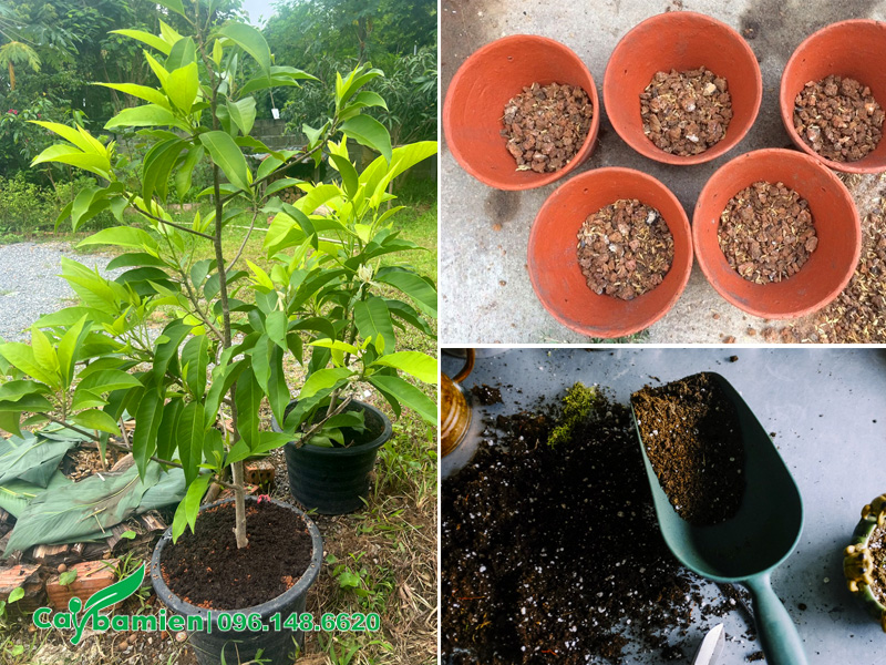 Tiến hành trồng cây ngọc lan vào chậu cảnh