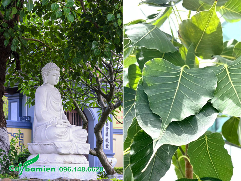 Cây bồ đề có ý nghĩa đặc biệt trong văn hóa tâm linh, Phật Giáo