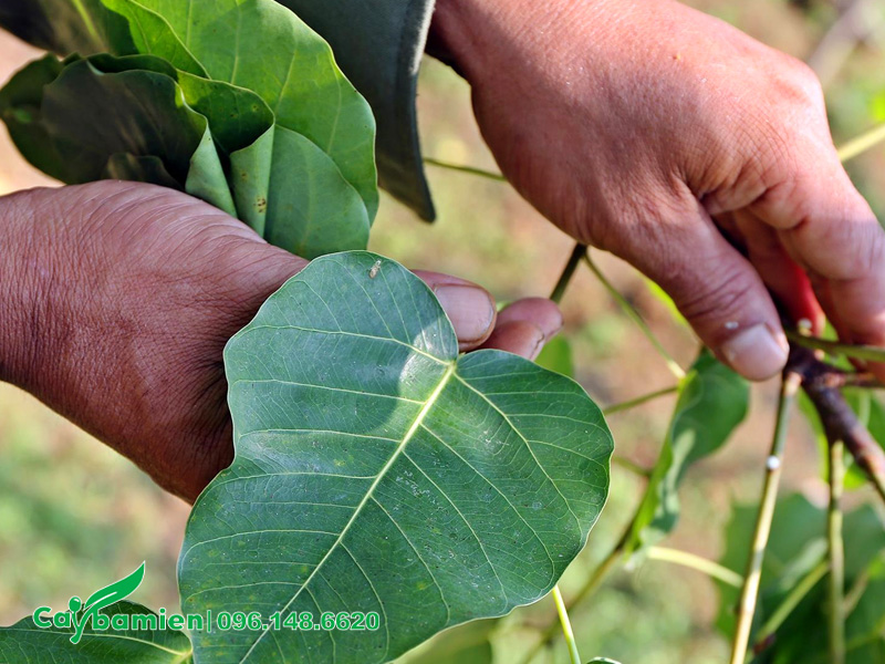 Thu hái lá cây bồ đề tươi