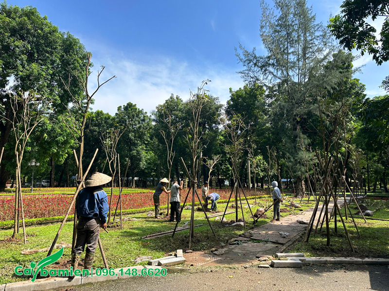 Công nhân của Cây Ba Miền đang thi công trồng cây phong linh vàng