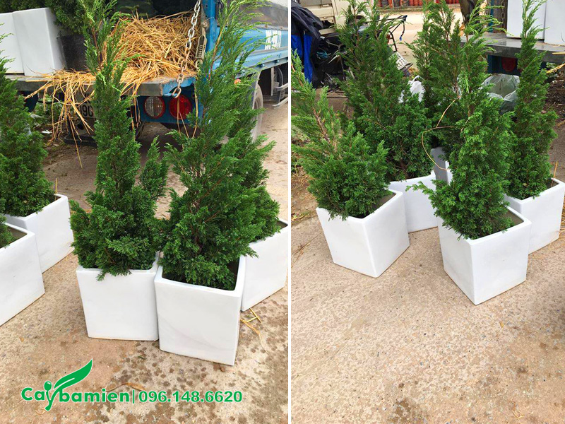 Những chậu cây tùng tháp nhỏ