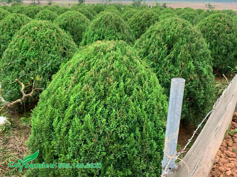 Vườn Tùng Tháp mới cắt tỉa 
